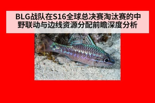 BLG战队在S16全球总决赛淘汰赛的中野联动与边线资源分配前瞻深度分析